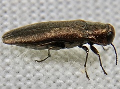 Agrilus laticornis