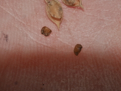 Carmichaelia odorata