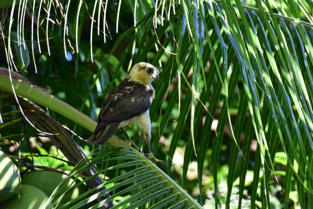 Hawaiian Hawk in September 2016 by Durrell D. Kapan · iNaturalist