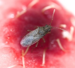 Nysius senecionis