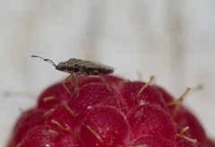 Nysius senecionis