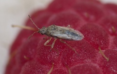 Nysius senecionis