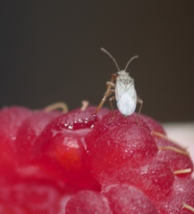 Nysius senecionis