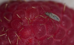 Nysius senecionis