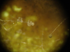 Cunninghamella