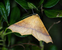 Tetracis cervinaria