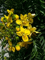Cassia leptophylla