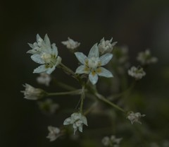 Toxicoscordion fontanum