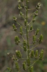 Toxicoscordion fontanum