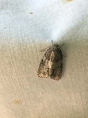 Acronicta retardata