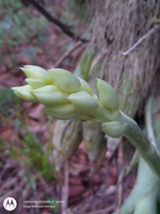 Clowesia
