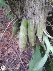 Clowesia