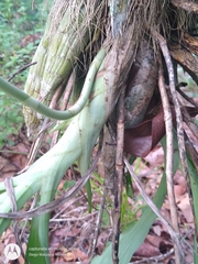 Clowesia