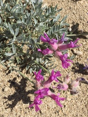 Oxytropis lagopus
