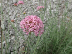 Centranthus lecoqii