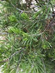 Pinus remota