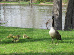 Branta canadensis