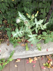 Golovinomyces sonchicola