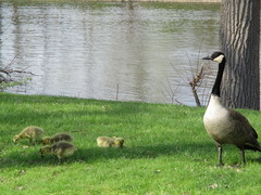 Branta canadensis