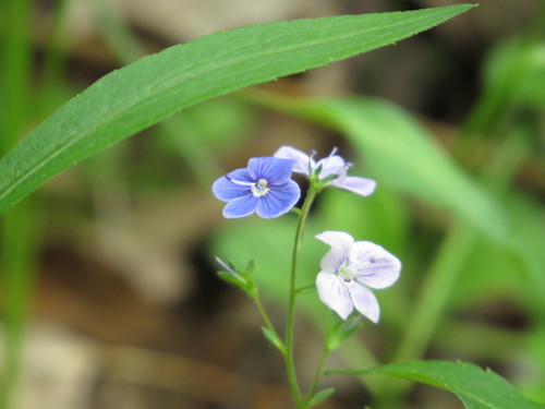 上传者thebirdnuts来源inaturalist相关观察石蚕叶婆婆纳(veronica