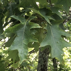Quercus rubra ambigua