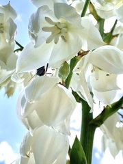 Tegeticula yuccasella