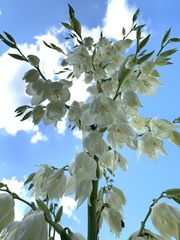 Tegeticula yuccasella