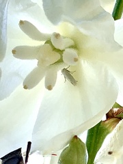 Tegeticula yuccasella