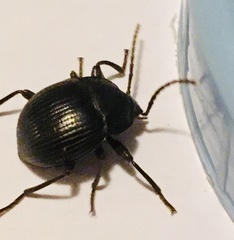 Accanthopus velikensis