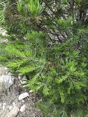 Pinus remota