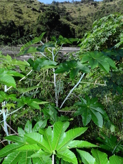 Ricinus communis