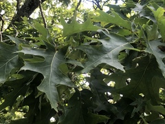 Quercus rubra ambigua