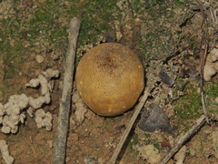 Scleroderma flavidum