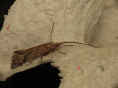 Limnephilus binotatus