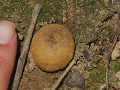 Scleroderma flavidum