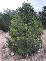 Pinus remota