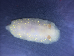 Cadlina modesta