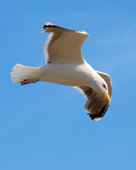 Larus argentatus