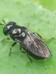 Trichopsomyia