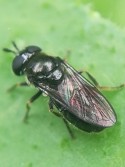 Trichopsomyia