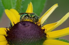 Augochloropsis viridula