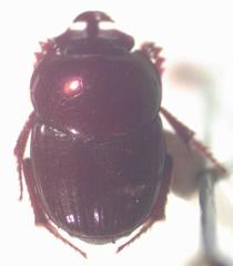 Onthophagus tapirus