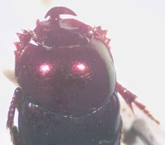 Onthophagus tapirus