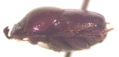 Onthophagus tapirus
