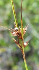 Scleria ciliata