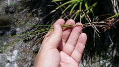Scleria ciliata
