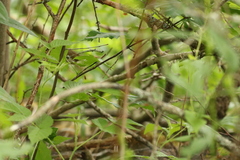 Geothlypis trichas image