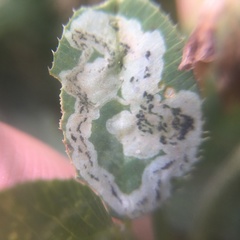 Liriomyza fricki
