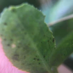 Liriomyza fricki