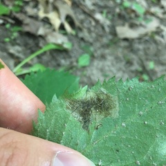 Sumitrosis inaequalis